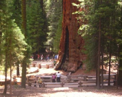 General Sherman Tree Sequoia NP