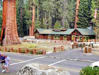 Giant Forest Museum Sequoia NP