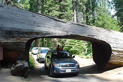 Tunnel Log Sequoia NP